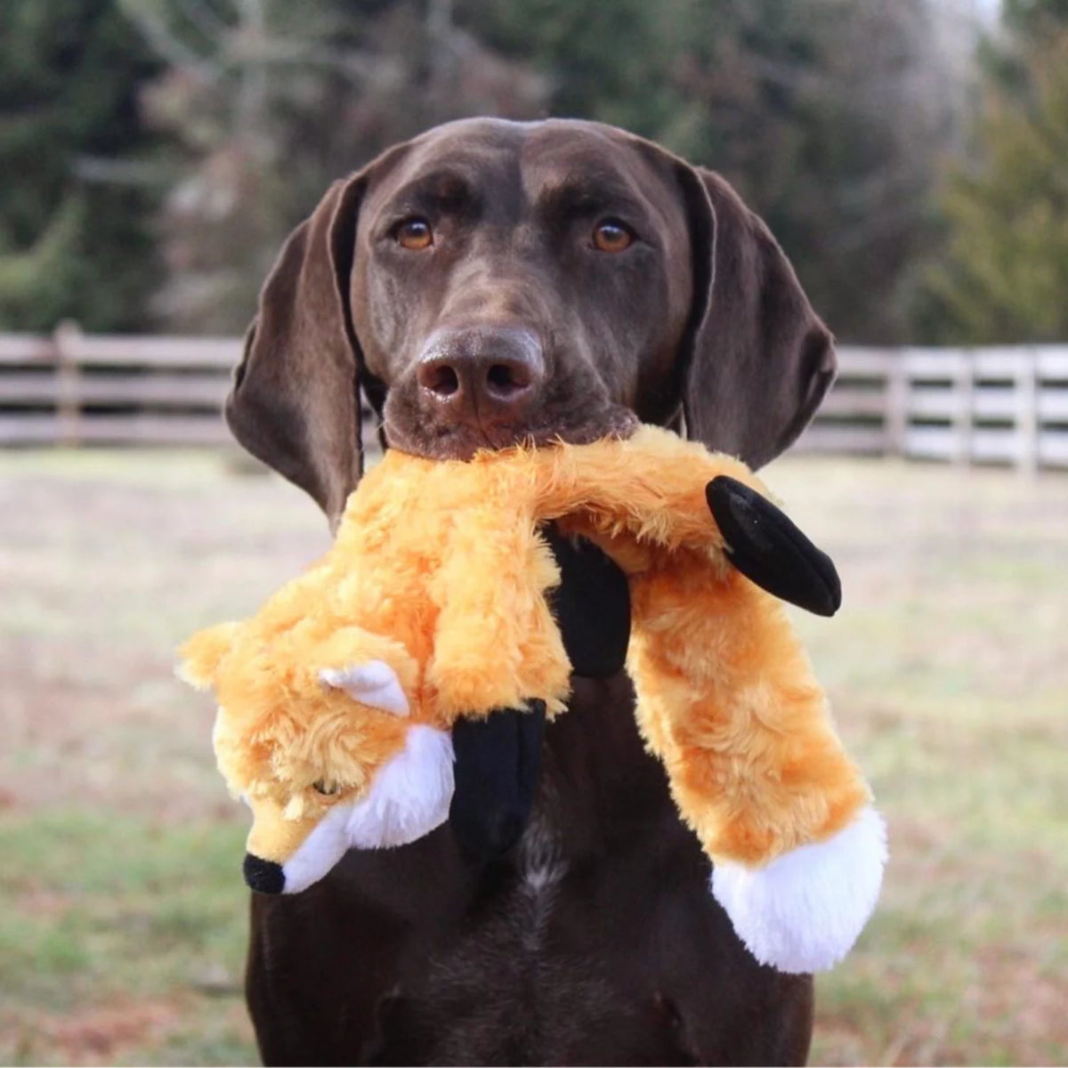 Orvis Stuffless Fox Dog Toy